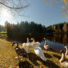 Swan family enjoying autumn sunbath in Ligatne, Latvia