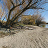 Maude Roxby Wetlands Bird Sanctuary