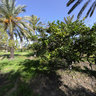Jardins de djerba