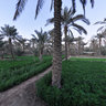 IRAQ.Basrah Abu Alkhaseeb Farms