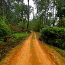 Munnar Jungle