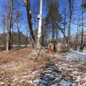 Old apiary