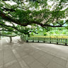 The giant banian tree in Fuzhou National Forest Park