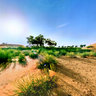 The desert date and Camel grass in Tenggeli Desert