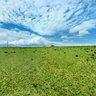 the grassland in Qinghai Lake