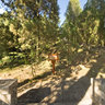 yunnan Old Town of Lijiang The natural scenery 1 ——the big cypress forest at top of lion Hill