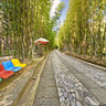 yunnan Ancient City dali Butterfly Spring——Bamboo Forest Avenue
