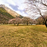 Tibet Nyingchi Yaluzangbu River Great Canyon——Peach blossom trees in jiala village