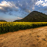 Yunnan luoping rapeseed flowers ——Watching the rape flowers sea sunset 2 at the road of the Golden Rooster peak group