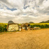 Yunnan luoping rapeseed flowers ——watching the rape flowers“sea”On an ox cart