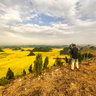Yunnan luoping blossoming rapeseed flowers 1 ——Overlooking the rape flowers “sea” at the top of Golden Rooster Peak