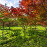 Hubei wuhan East Lake scenery 2——Spring Red maple