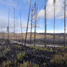 forest fire Wemotaci 007