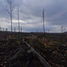 forest fire Wemotaci 009