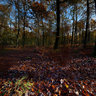 November trees