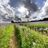 Champ de fleurs mauves
